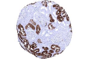 Kidney cortex In the kidney FABP1 immunostaining preferentially occurs in proximal tubuli (FABP1 抗体  (AA 1-127))