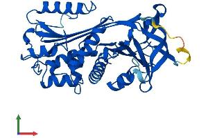 AlphaFold protein structure predicition of Human Recombinant SERPINB5 Protein, UniprotID P36952