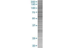 RXRG transfected lysate. (RXRG 293T Cell Transient Overexpression Lysate(Denatured))