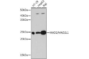 Western blot analysis of extracts of various cell lines, using M/M/ML1 Rabbit mAb (ABIN7268354) at 1:1000 dilution. (MAD2L1 抗体)