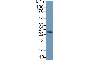 Western Blot; Sample: Mouse Kidney lysate; Primary Ab: 1µg/ml Rabbit Anti-Mouse RBP4 Antibody Second Ab: 0. (RBP4 抗体  (AA 63-245))