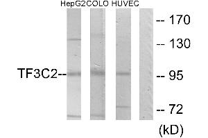 Western blot analysis of extracts from HepG2 cells, COLO205 cells and HUVEC cells, using TF3C2 antibody. (GTF3C2 抗体)