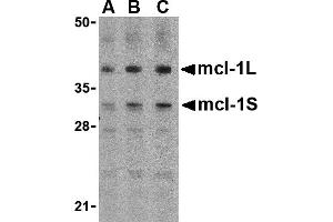 Western Blotting (WB) image for anti-Induced Myeloid Leukemia Cell Differentiation Protein Mcl-1 (MCL1) (Middle Region) antibody (ABIN1030997) (MCL-1 抗体  (Middle Region))