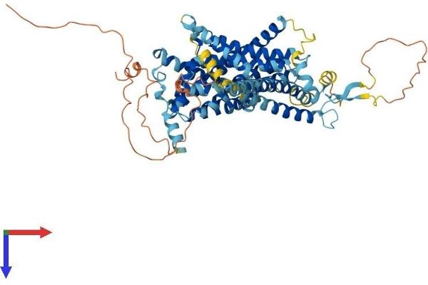 SLC34A3 Protein (AA 1-601) (His tag)