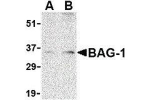 Western Blotting (WB) image for anti-BCL2-Associated Athanogene (BAG1) (N-Term) antibody (ABIN2477577) (BAG1 抗体  (N-Term))