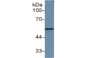 Rabbit Capture antibody from the kit in WB with Positive Control: Rat small intestine lysate. (MMP12 ELISA 试剂盒)