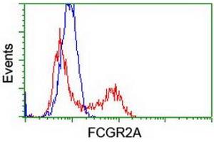 Image no. 7 for anti-Fc gamma RII (CD32) antibody (ABIN1497256) (Fc gamma RII (CD32) 抗体)