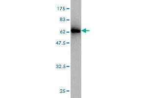 Western Blot detection against Immunogen (63. (Emilin1 抗体  (AA 1-347))