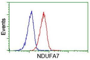 Image no. 2 for anti-NADH Dehydrogenase (Ubiquinone) 1 alpha Subcomplex, 7, 14.5kDa (NDUFA7) antibody (ABIN1499658) (NDUFA7 抗体)