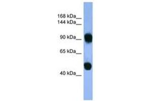 Image no. 1 for anti-Adaptor-Related Protein Complex 1, beta 1 Subunit (AP1B1) (AA 490-539) antibody (ABIN6746731) (AP1B1 抗体  (AA 490-539))