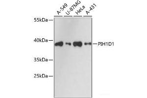 Western blot analysis of extracts of various cell lines using PIH1D1 Polyclonal Antibody at dilution of 1:3000. (PIH1D1 抗体)