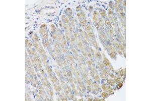 Immunohistochemistry of paraffin-embedded mouse stomach using BGLAP antibody (ABIN5975009) at dilution of 1/100 (40x lens). (Osteocalcin 抗体)