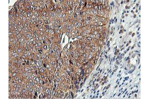 Image no. 1 for anti-Ubiquitin Specific Peptidase 10 (USP10) antibody (ABIN1501687) (USP10 抗体)