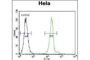 G7L Antibody 11191a flow cytometric analysis of Hela cells (right histogram) compared to a negative control cell (left histogram). (ATG7 抗体  (AA 540-569))