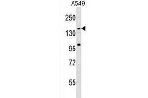 CCDC144C Antibody (C-term) (ABIN1536643 and ABIN2850209) western blot analysis in A549 cell line lysates (35 μg/lane). (CCDC144C 抗体  (C-Term))