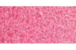 Immunohistochemistry of paraffin-embedded Human Liver using Cathepsin B Polyclonal Antibody at dilution of 1:80. (Cathepsin B 抗体)