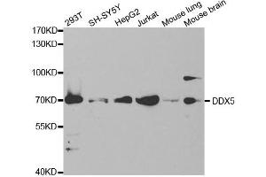 Western Blotting (WB) image for anti-DEAD (Asp-Glu-Ala-Asp) Box Polypeptide 5 (DDX5) antibody (ABIN1876484) (DDX5 抗体)