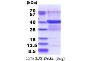 Phosphatidylinositol-Specific Phospholipase C, X Domain Containing 3 (PLCXD3) (AA 1-321) protein (His tag)