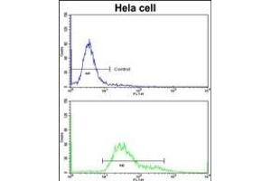 Flow cytometric analysis of hela cells using PDIA6 Antibody (Center )(bottom histogram) compared to a negative control cell (top histogram)FITC-conjugated goat-anti-rabbit secondary antibodies were used for the analysis. (PDIA6 抗体  (AA 236-264))