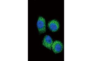Immunofluorescence (IF) image for anti-Chemokine (C-C Motif) Ligand 2 (CCL2) antibody (ABIN3002757) (CCL2 抗体)