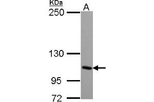 Image no. 1 for anti-Glutamate Receptor, Ionotropic, Kainate 4 (GRIK4) (AA 225-447) antibody (ABIN1498523) (GRIK4 抗体  (AA 225-447))