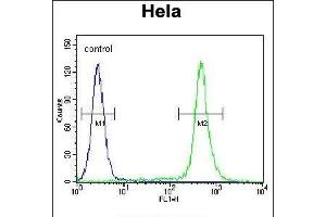 MIC1 Antibody (N-term) (ABIN655711 and ABIN2845162) flow cytometric analysis of Hela cells (right histogram) compared to a negative control cell (left histogram). (C18orf8 抗体  (N-Term))
