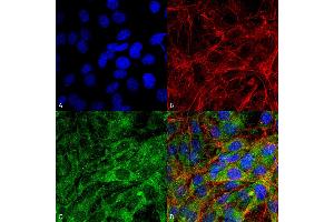 Immunocytochemistry/Immunofluorescence analysis using Rabbit Anti-FNIP1 Polyclonal Antibody . (FNIP1 抗体  (PerCP))