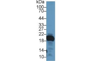 Detection of GKN2 in Mouse Stomach lysate using Polyclonal Antibody to Gastrokine 2 (GKN2) (Gastrokine 2 抗体  (AA 21-184))