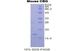 SDS-PAGE analysis of Mouse Corticosteroid Binding Globulin (CBG) Protein. (SERPINA6 蛋白)