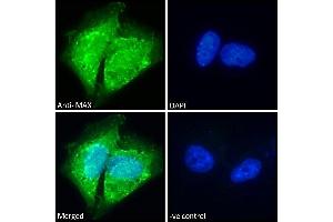 Immunofluorescence (IF) image for anti-MYC Associated Factor X (MAX) (C-Term) antibody (ABIN184586)
