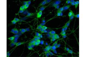 Image no. 2 for anti-Glutamate Receptor Interacting Protein 1 (GRIP1) (AA 877-1067) antibody (ABIN968471) (GRIP1 抗体  (AA 877-1067))
