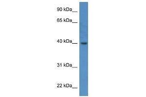 ELMOD3 antibody (70R-10070) used at 0. (ELMOD3 抗体  (C-Term))