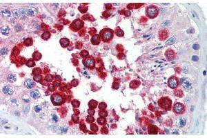 Immunohistochemistry with Human Testis lysate tissue at an Antibody concentration of 5. (JAZF1 抗体  (C-Term))