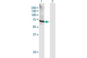 Western Blot analysis of GTF3C5 expression in transfected 293T cell line by GTF3C5 MaxPab polyclonal antibody. (GTF3C5 抗体  (AA 1-519))