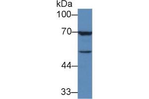Detection of TGFb3 in Human MCF7 cell lysate using Monoclonal Antibody to Transforming Growth Factor Beta 3 (TGFb3) (TGFB3 抗体  (AA 24-300))
