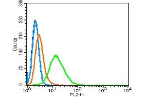 Hela cells probed with 	RhoA/CPolyclonal Antibody, Unconjugated  at 1:100 for 30 minutes followed by incubation with a conjugated secondary (PE Conjugated) (green) for 30 minutes compared to control cells (blue), secondary only (light blue) and isotype control (orange). (RhoA, C (AA 101-193) 抗体)