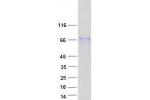 Western Blotting (WB) image for Bone Morphogenetic Protein 3 (BMP3) protein (Myc-DYKDDDDK Tag) (ABIN2715299)