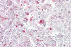 Immunohistochemistry with Pancreas tissue at an antibody concentration of 5µg/ml using anti-MTR antibody (ARP48473_P050) (MTR 抗体  (C-Term))