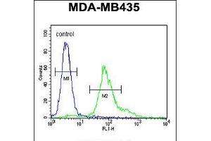 Flow cytometric analysis of MDA-MB435 cells (right histogram) compared to a negative control cell (left histogram). (ERO1LB 抗体  (C-Term))