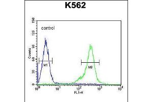 Flow cytometric analysis of K562 cells (right histogram) compared to a negative control cell (left histogram). (TEX13B 抗体  (C-Term))