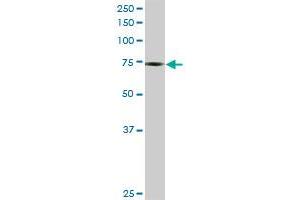 PHF1 MaxPab rabbit polyclonal antibody. (PHF1 抗体  (AA 1-567))