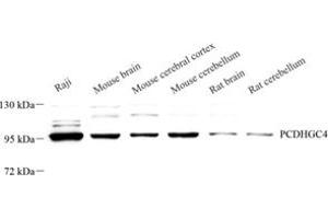 PCDHGC4 抗体