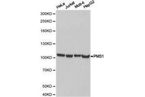 Western Blotting (WB) image for anti-PMS1 Postmeiotic Segregation Increased 1 (S. Cerevisiae) (PMS1) antibody (ABIN1874173) (PMS1 抗体)