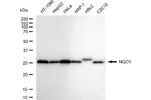 Western blotting analysis using NQO1 antibody (ABIN7800954). (Recombinant NADH Quinone Dehydrogenase 1 抗体)