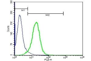 U937 cells probed with Rabbit Anti-TSPAN9 Polyclonal Antibody . (Tetraspanin 9 抗体  (AA 180-203))