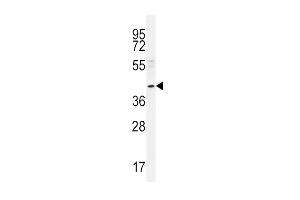 NEU2 Antibody (N-term) (ABIN656123 and ABIN2845462) western blot analysis in A549 cell line lysates (35 μg/lane). (NEU2 抗体  (N-Term))