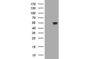 Image no. 2 for anti-Thymidine Phosphorylase (TYMP) (AA 311-482) antibody (ABIN1491396) (Thymidine Phosphorylase 抗体  (AA 311-482))
