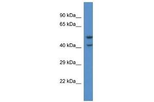 Western Blot showing QRFPR antibody used at a concentration of 1. (QRFPR 抗体  (C-Term))