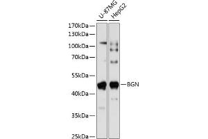 Western blot analysis of extracts of various cell lines, using BGN antibody (ABIN1678858, ABIN5664221, ABIN5664223 and ABIN6220096) at 1:1000 dilution. (Biglycan 抗体  (AA 20-230))