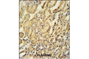 BTBD9 Antibody (Center) (ABIN651859 and ABIN2840426) immunohistochemistry analysis in formalin fixed and paraffin embedded mouse kidney tissue followed by peroxidase conjugation of the secondary antibody and DAB staining. (BTBD9 抗体  (AA 237-262))